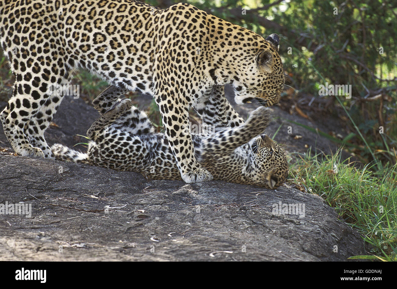Leopard, Panthera Pardus, Mutter und Cub spielen, Parc Nakuru in Kenia Stockfoto