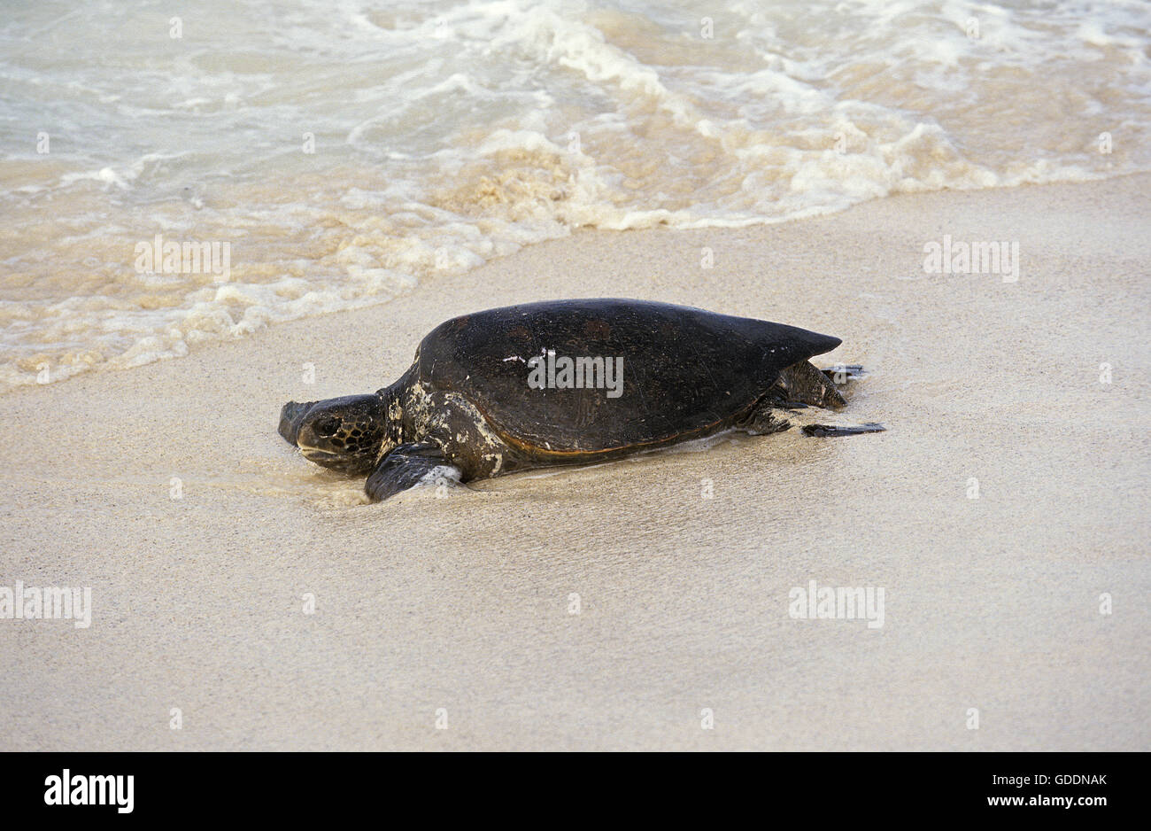 Green Sea Turtle, Chelonia Mydas, Erwachsene am Strand, Malaysia Stockfoto