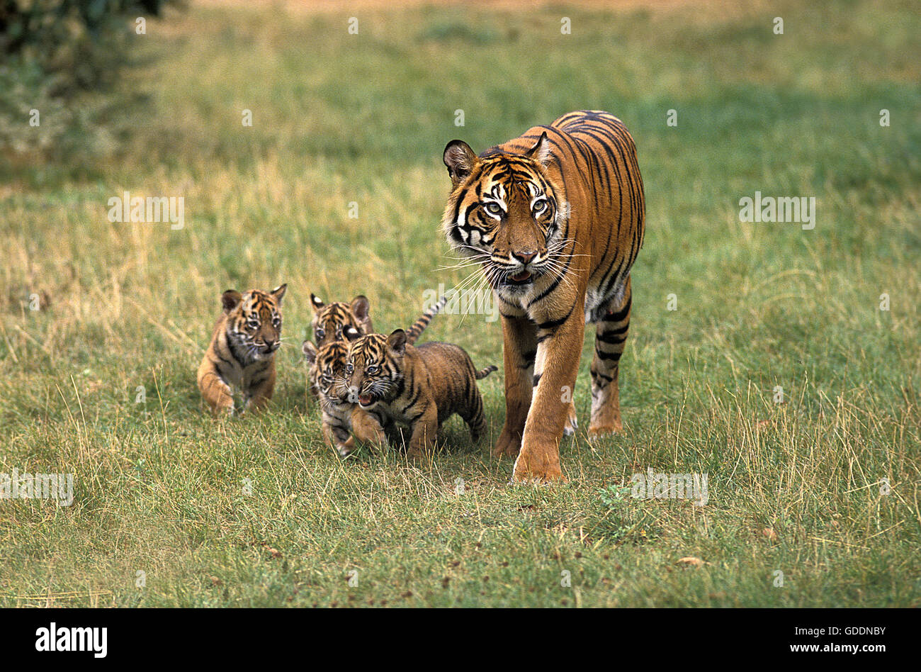 Sumatra-Tiger, Panthera Tigris Sumatrae, Mutter und Jungtier Stockfoto