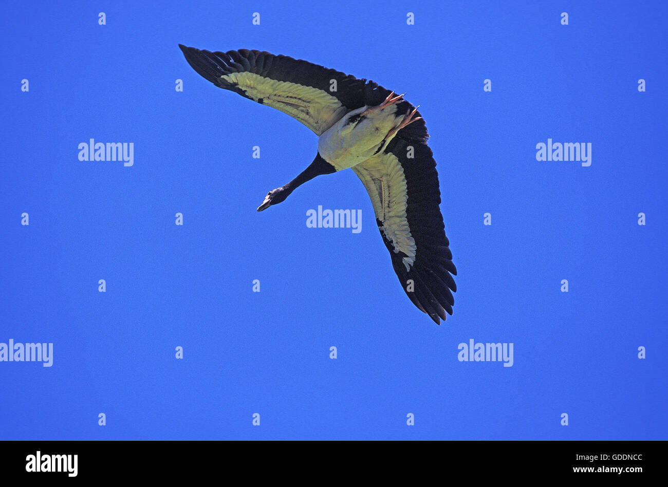 Magpie Goose, Anseranas Semipalmata, Erwachsene im Flug, Australien Stockfoto