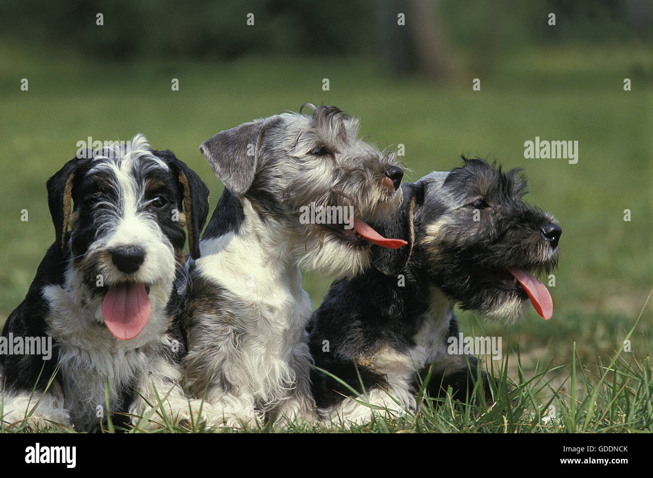 Cesky Hundesitting in Grass Stockfoto