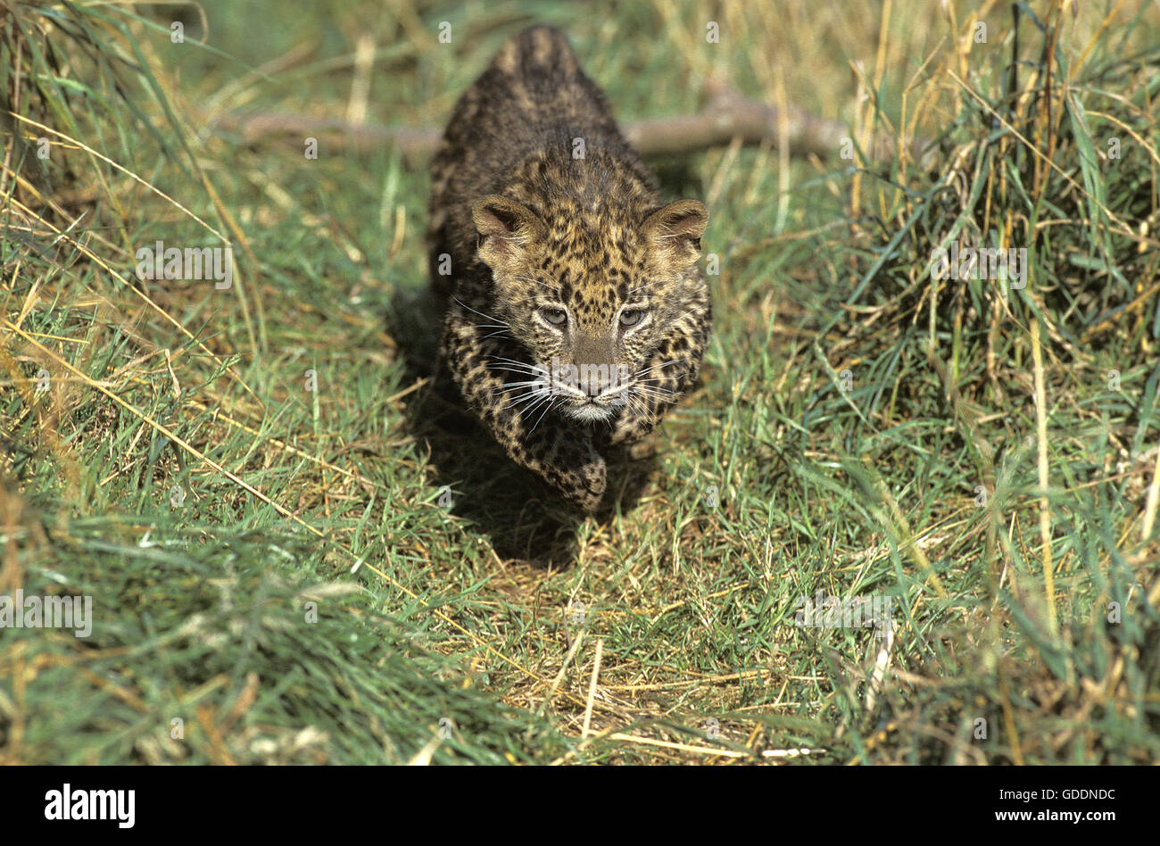 Leopard, Panthera Pardus, Cub Stockfoto