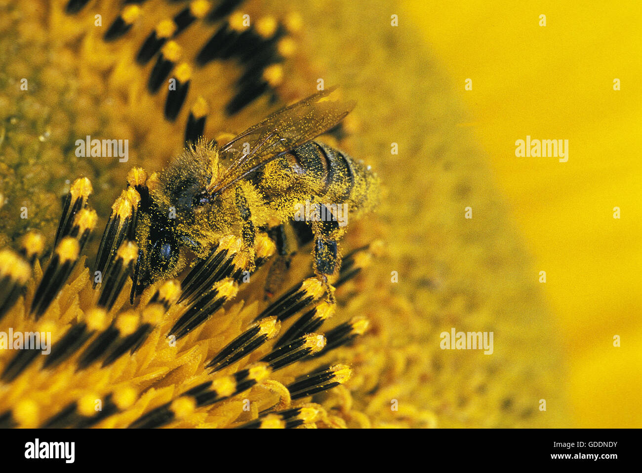 Honigbiene, apis Mellifera, Erwachsene auf Sonnenblume, Pollen auf seinem Körper, Normandie Stockfoto