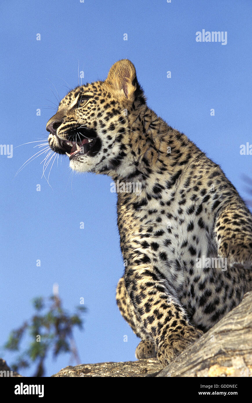 Leopard, Panthera Pardus, Cub Stockfoto
