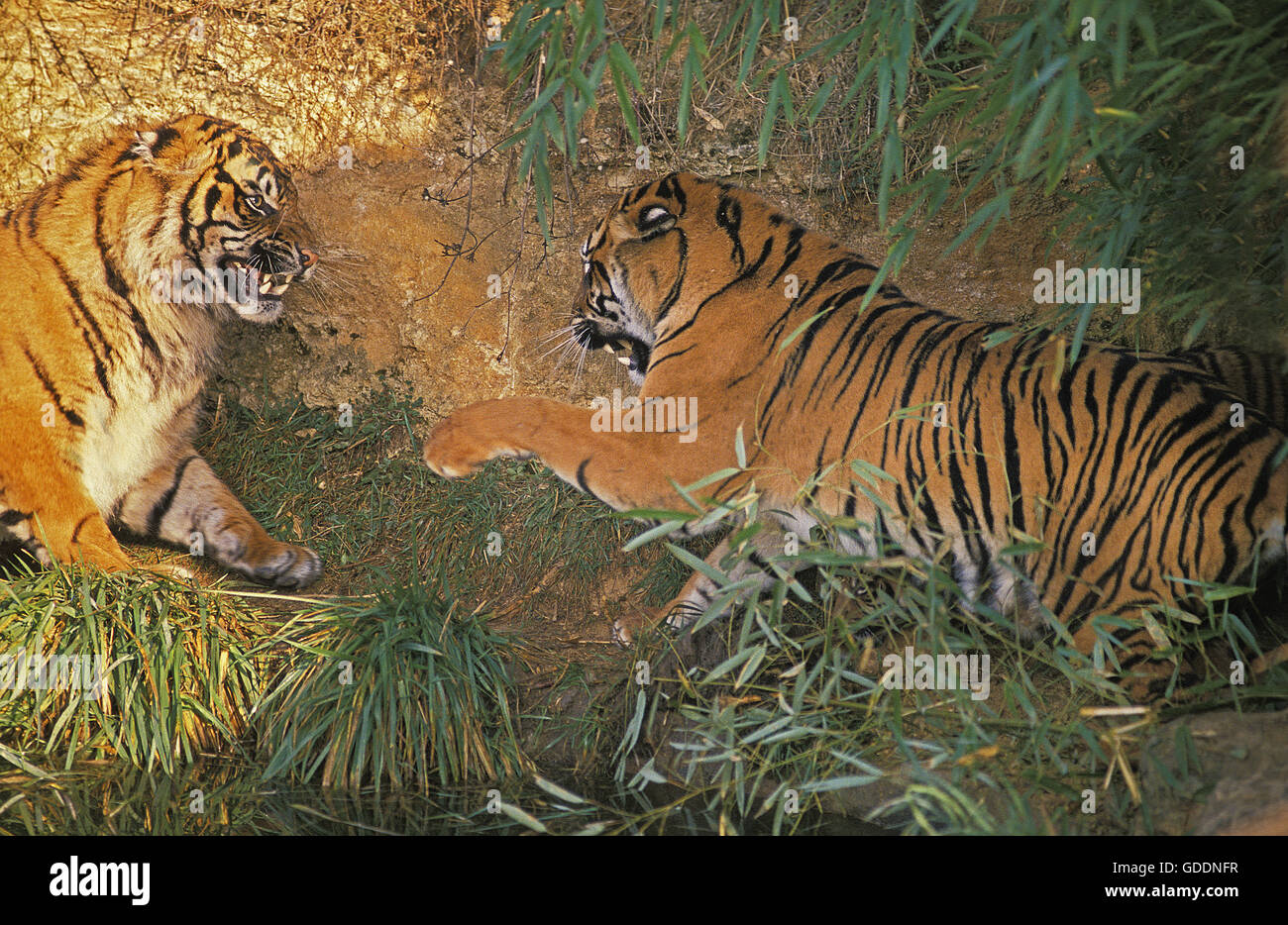 Sumatra-Tiger, Panthera Tigris Sumatrae, Erwachsene kämpfen Stockfoto