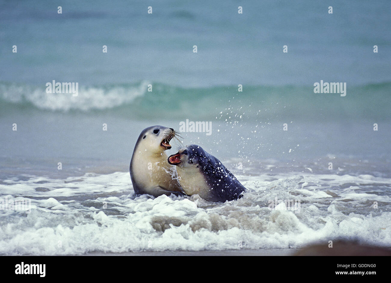 Australischer Seelöwe, Neophoca Cinerea, Frauen spielen im Ozean, Australien Stockfoto