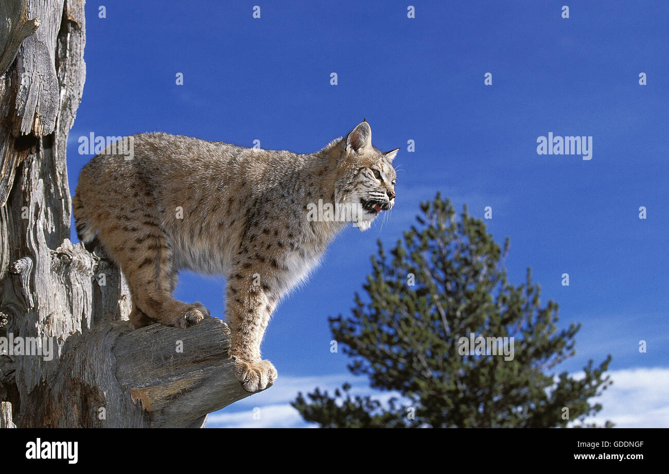 Bobcat, Lynx Rufus, Erwachsenen stehen auf toter Baum, schaut sich um, Kanada Stockfoto