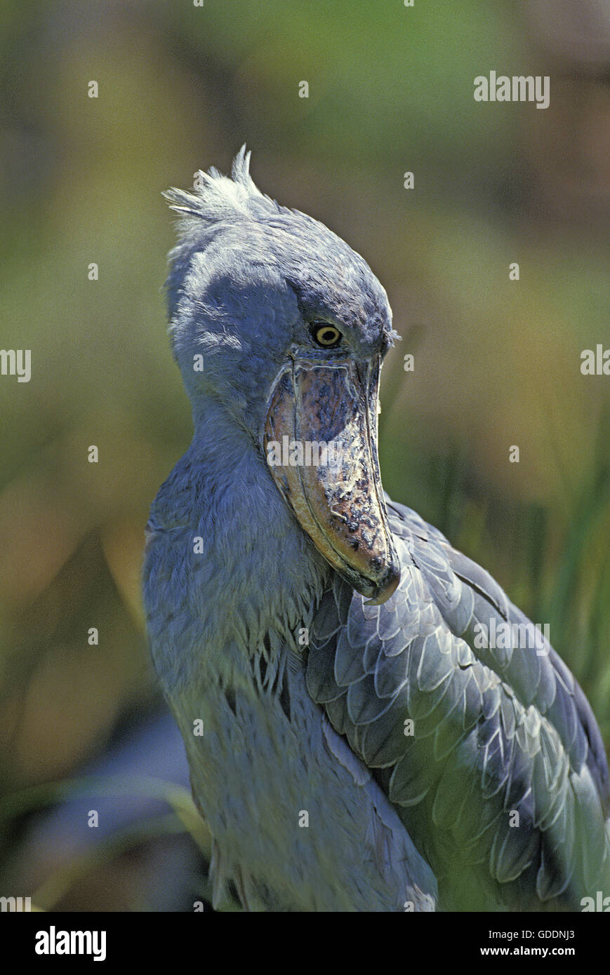 Schuhschnabel Störche oder Whale-Headed Storch, balaeniceps Rex Stockfoto