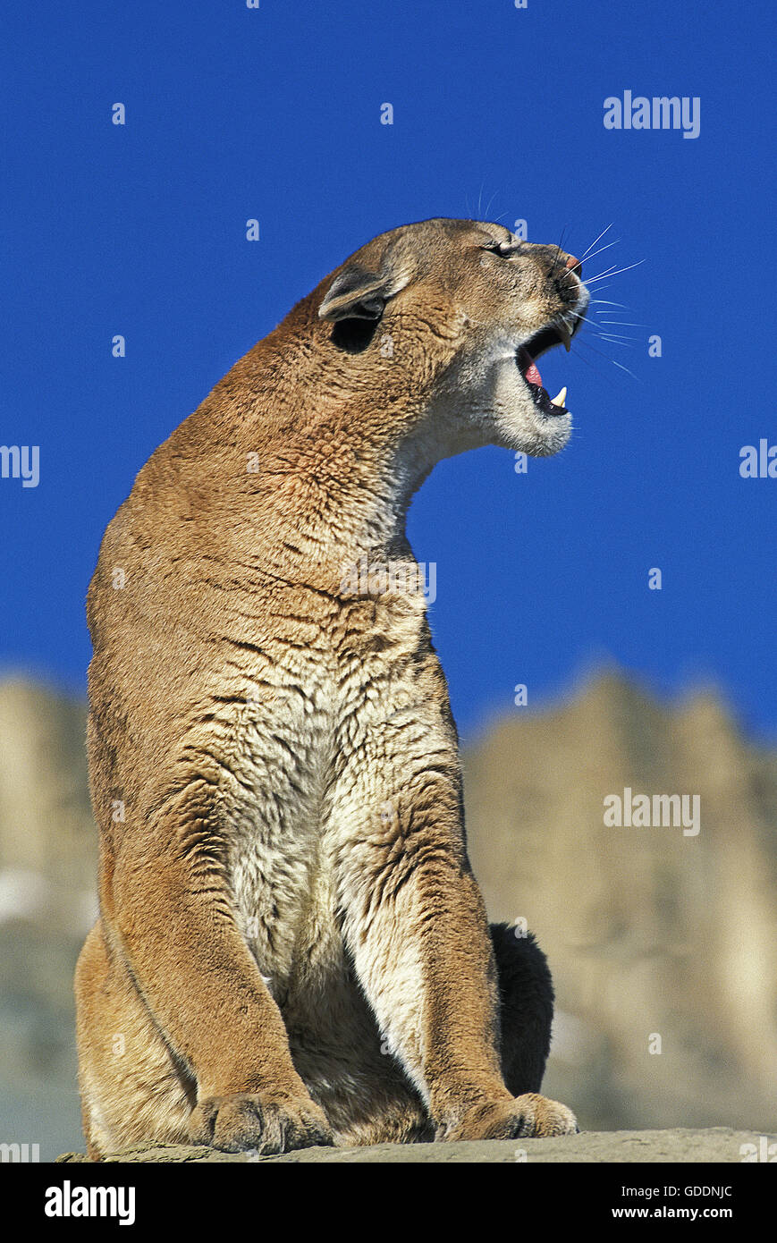 Puma, Puma Concolor, Erwachsenen stehen auf Felsen Stockfoto