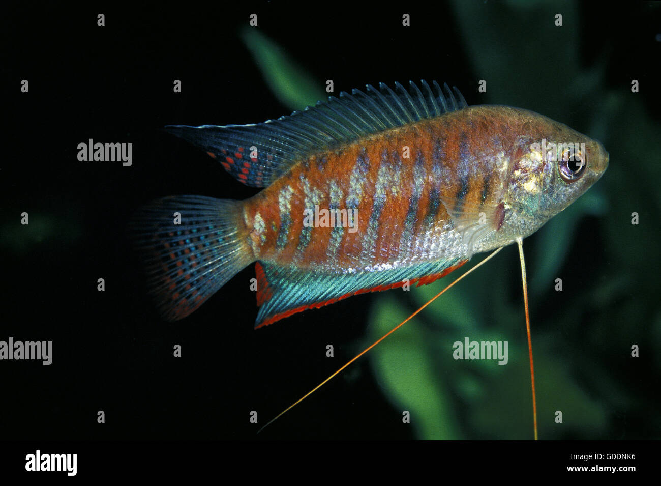 Gebändert oder riesige Gourami, Colisa fasciata Stockfoto