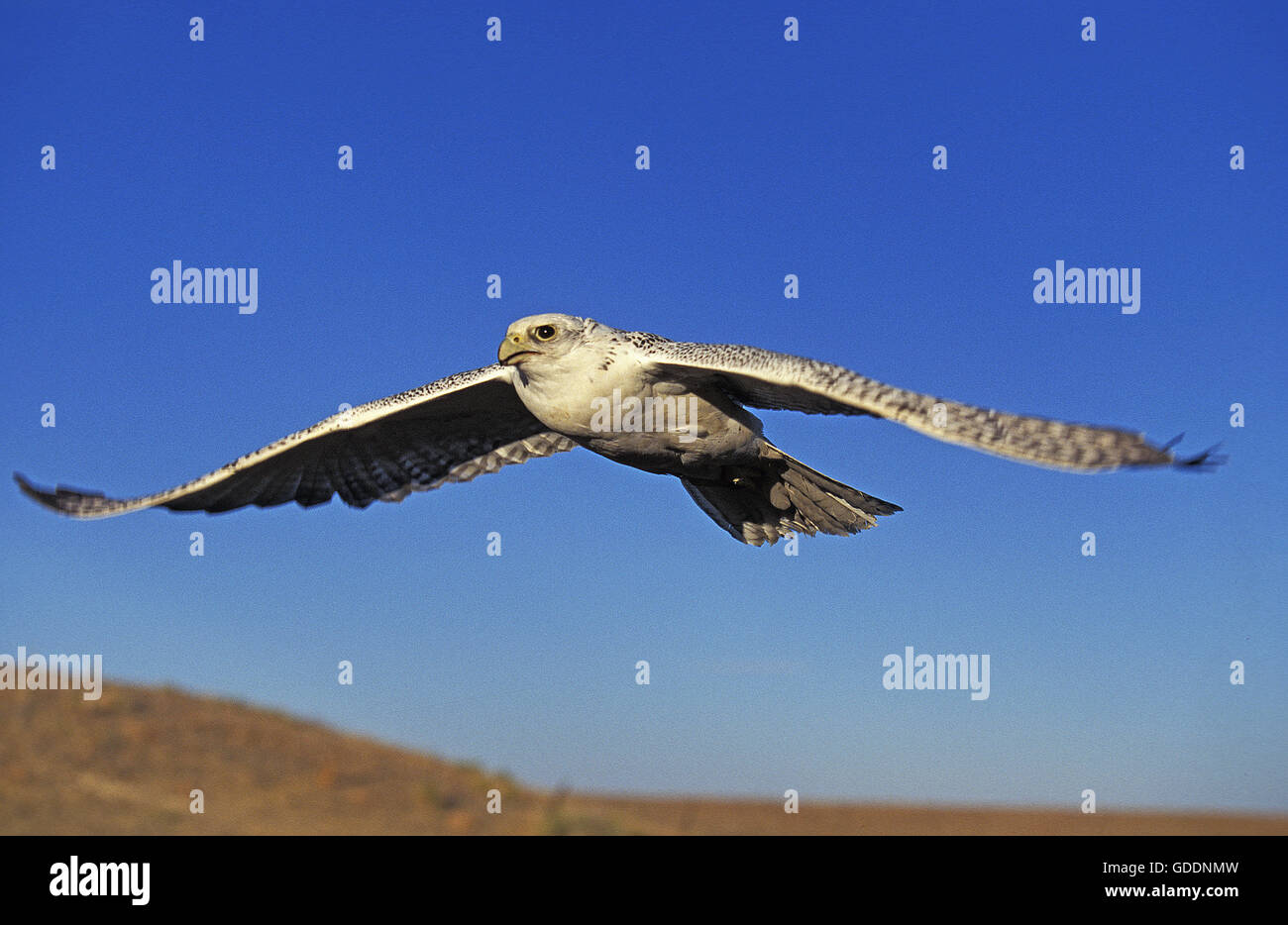 Gerfalke, Falco Rusticolus Erwachsener im Flug, Kanada Stockfoto