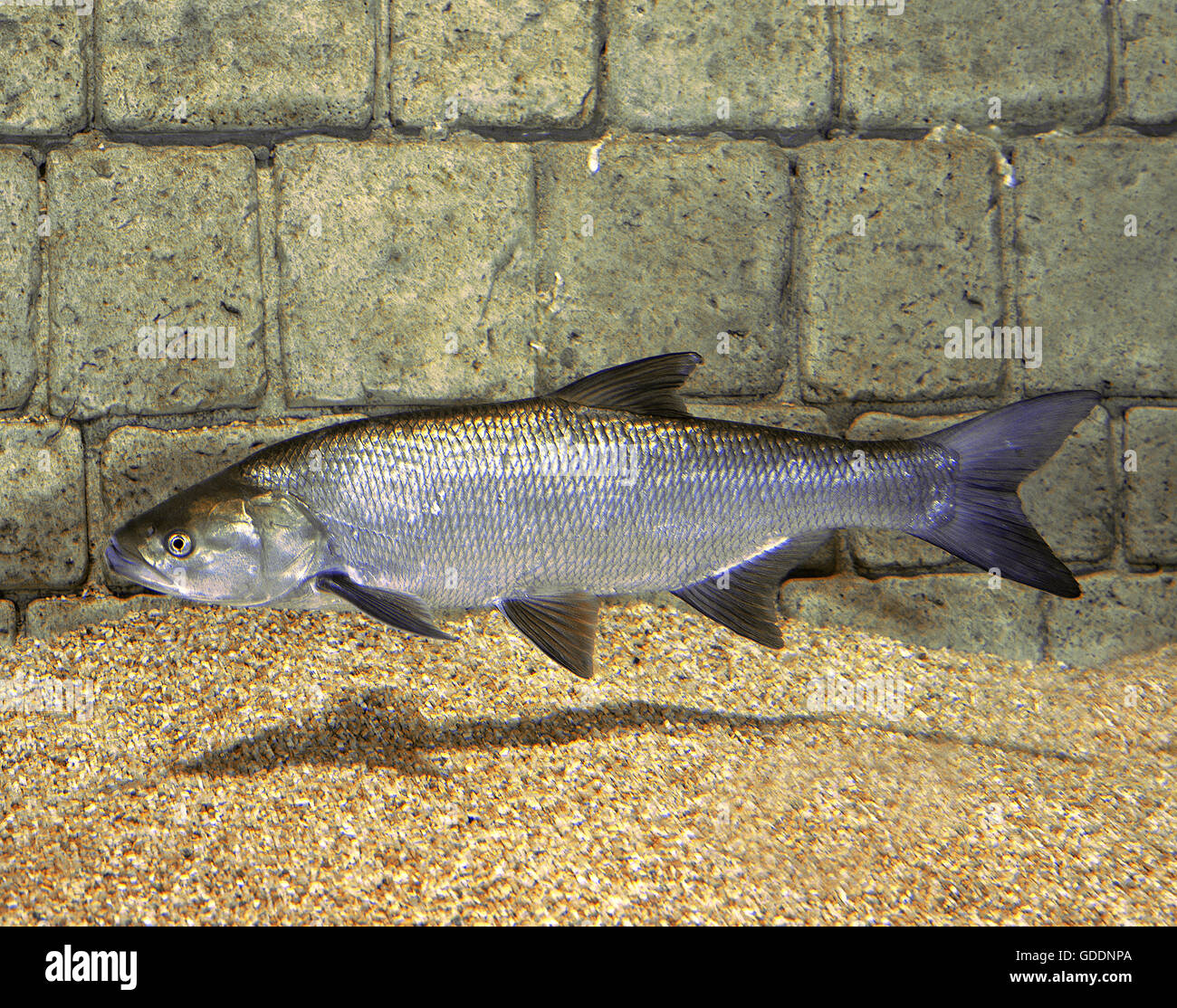 ASP, Aspius aspius Stockfoto