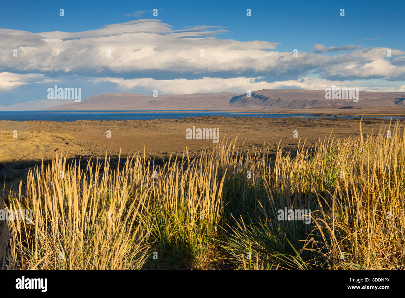 Lago Argentino, Argentinien, Patagonien Stockfoto