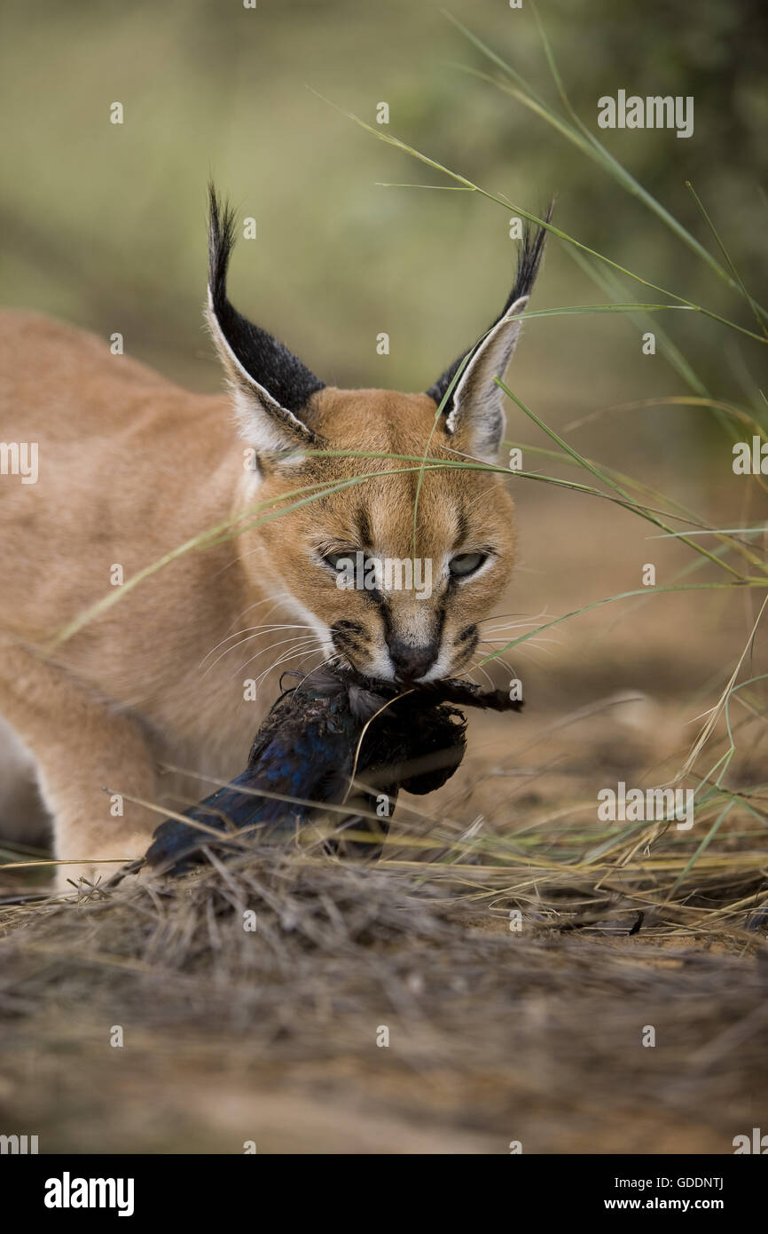 Karakal, Caracal Caracal, Erwachsene mit einem Kill, ein Cape glänzend Starling, Namibia Stockfoto