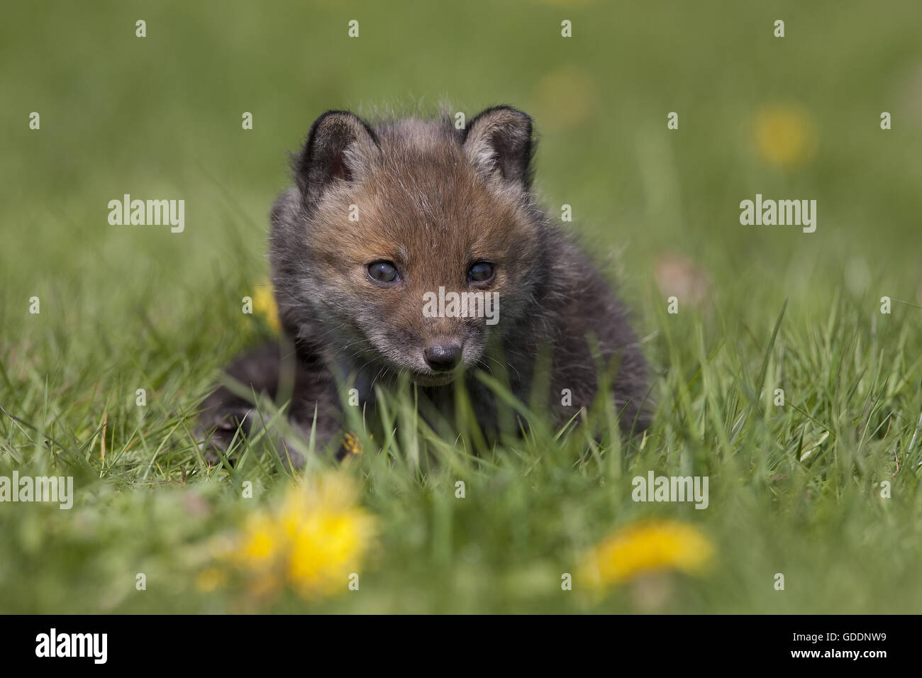 Rotfuchs Vulpes Vulpes, Cub in Blumen, Normandie Stockfoto