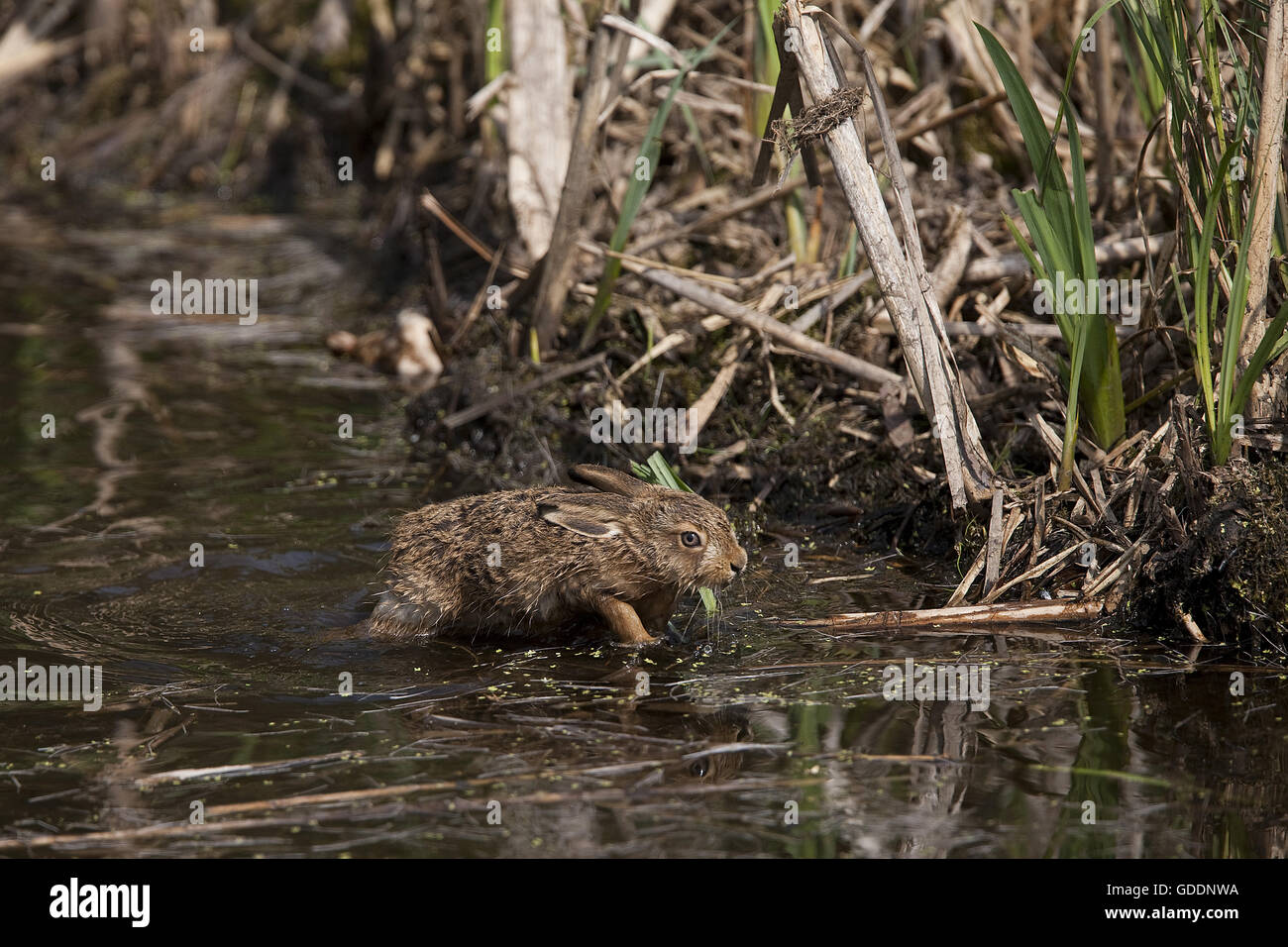 Braun Feldhase Lepus Europaeus, Leveret überqueren Wasserloch, Normandie Stockfoto