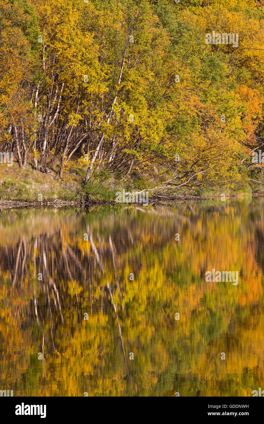 Bäume, Europa, Herbst, Herbst Farben, Landschaft, Landschaft, Lappland, Norwegen, See, Skandinavien, Reflexion, Wasser Stockfoto