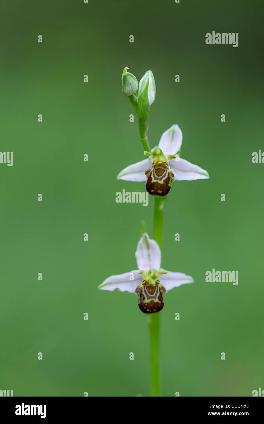 Ophrys apifera Stockfoto