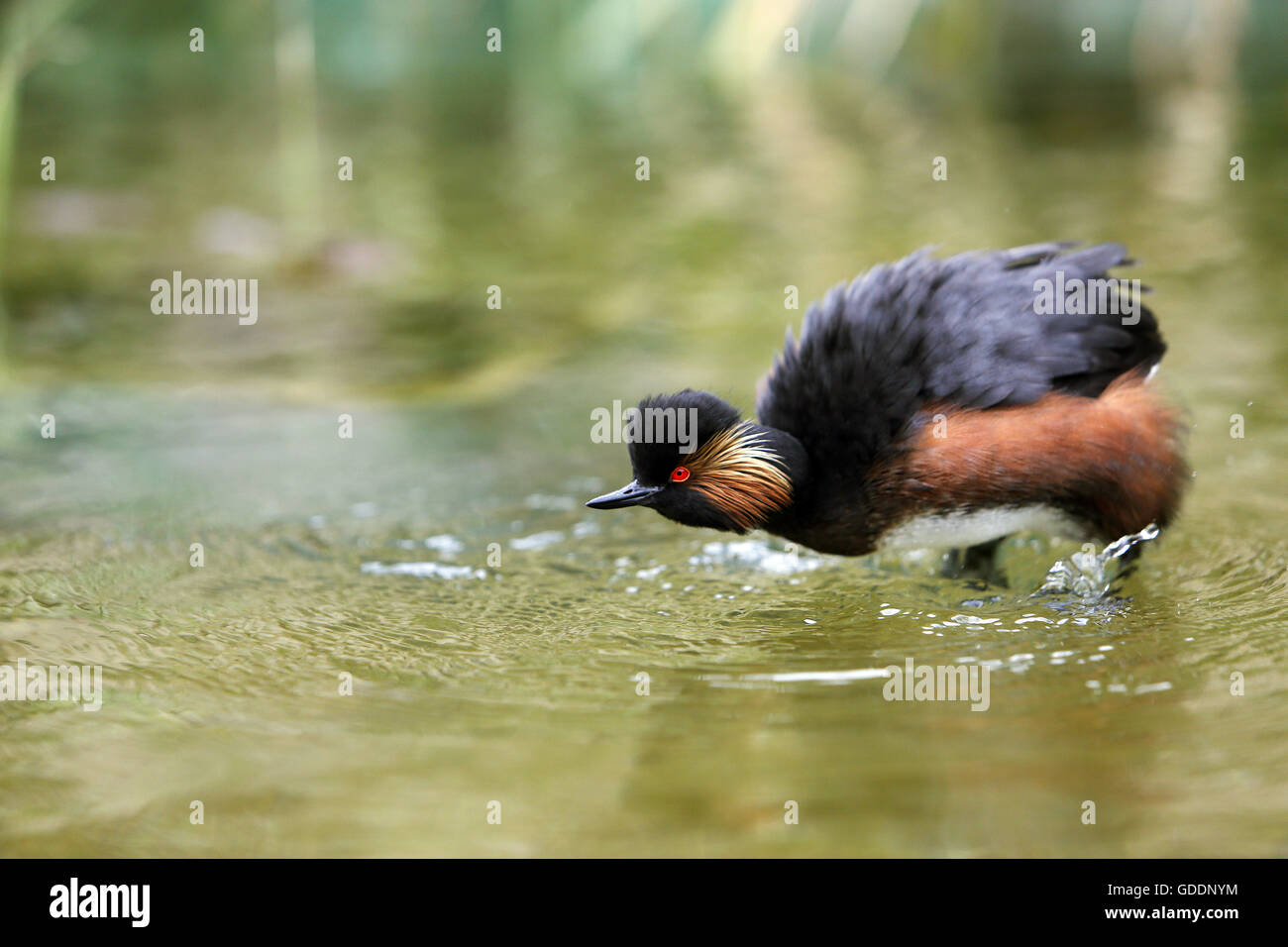 Schwarzhalstaucher, Podiceps Nigricollis, Erwachsene schütteln am Teich, Pyrenäen im Süden Frankreichs Stockfoto