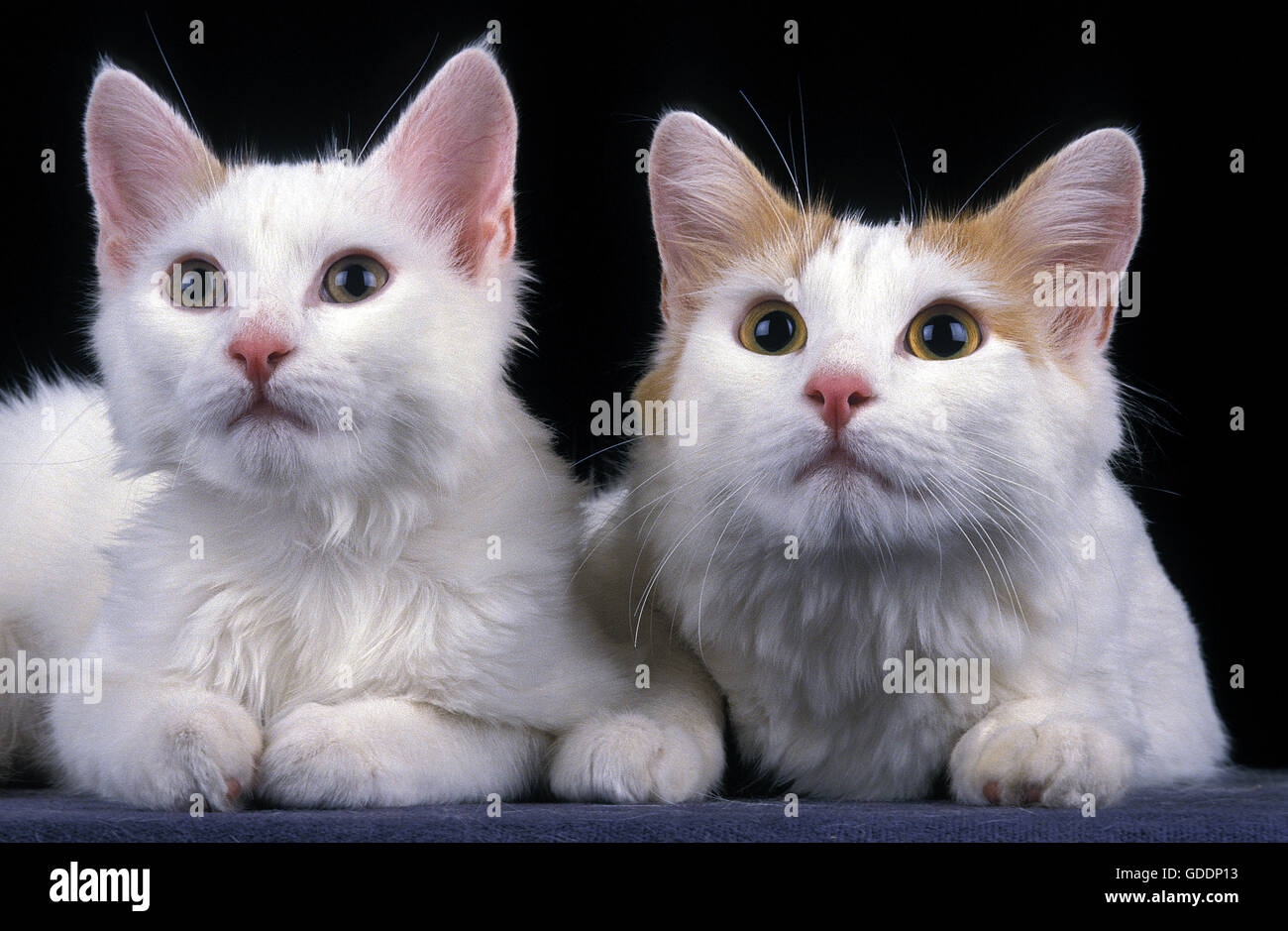 Türkische Van Katze, Mutter und Kitten Verlegung Stockfoto