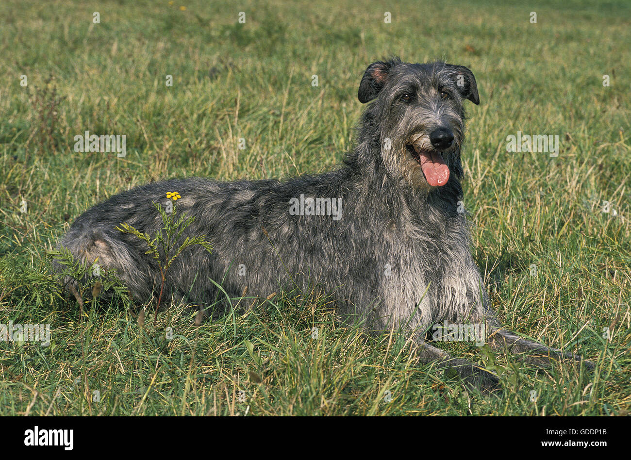 Scottish Deerhound, Hund Verlegung auf Rasen Stockfoto