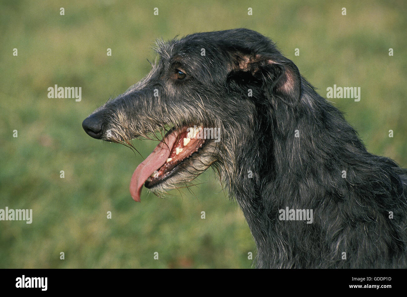 Scottish Deerhound, Porträt von Erwachsenen Stockfoto