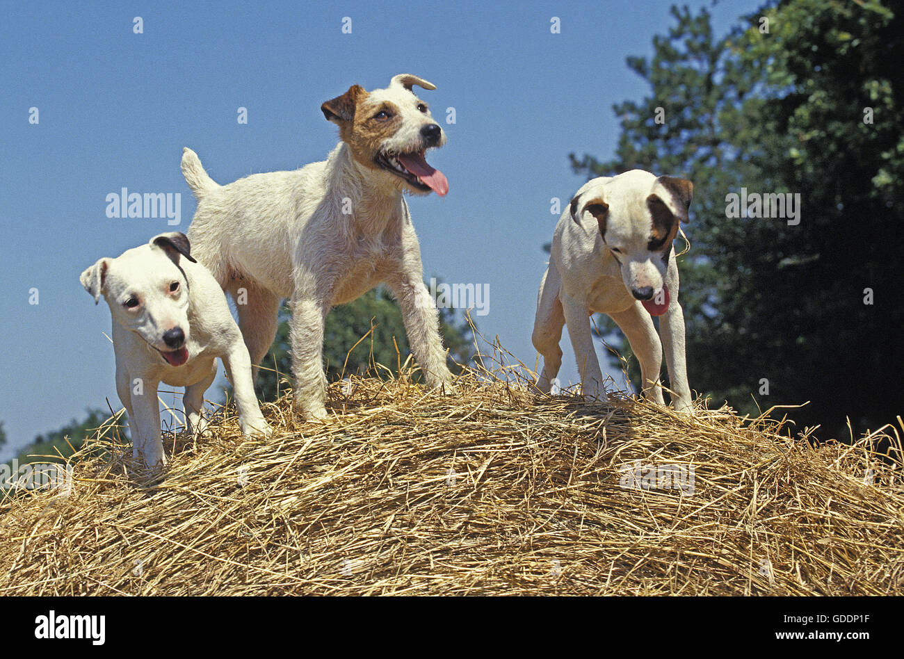 Jack Russel Terrier Hunde stehen auf Strohballen Stockfoto