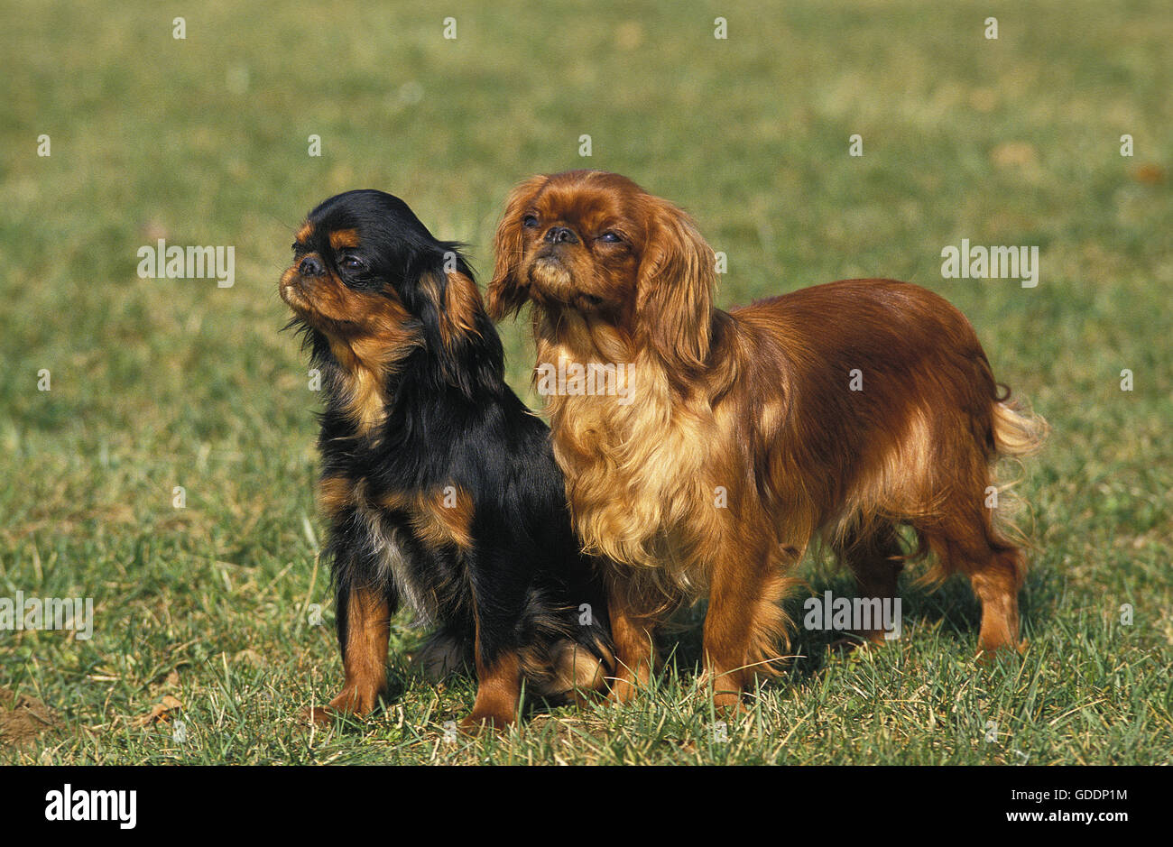 King Charles Spaniel Hund Stockfoto