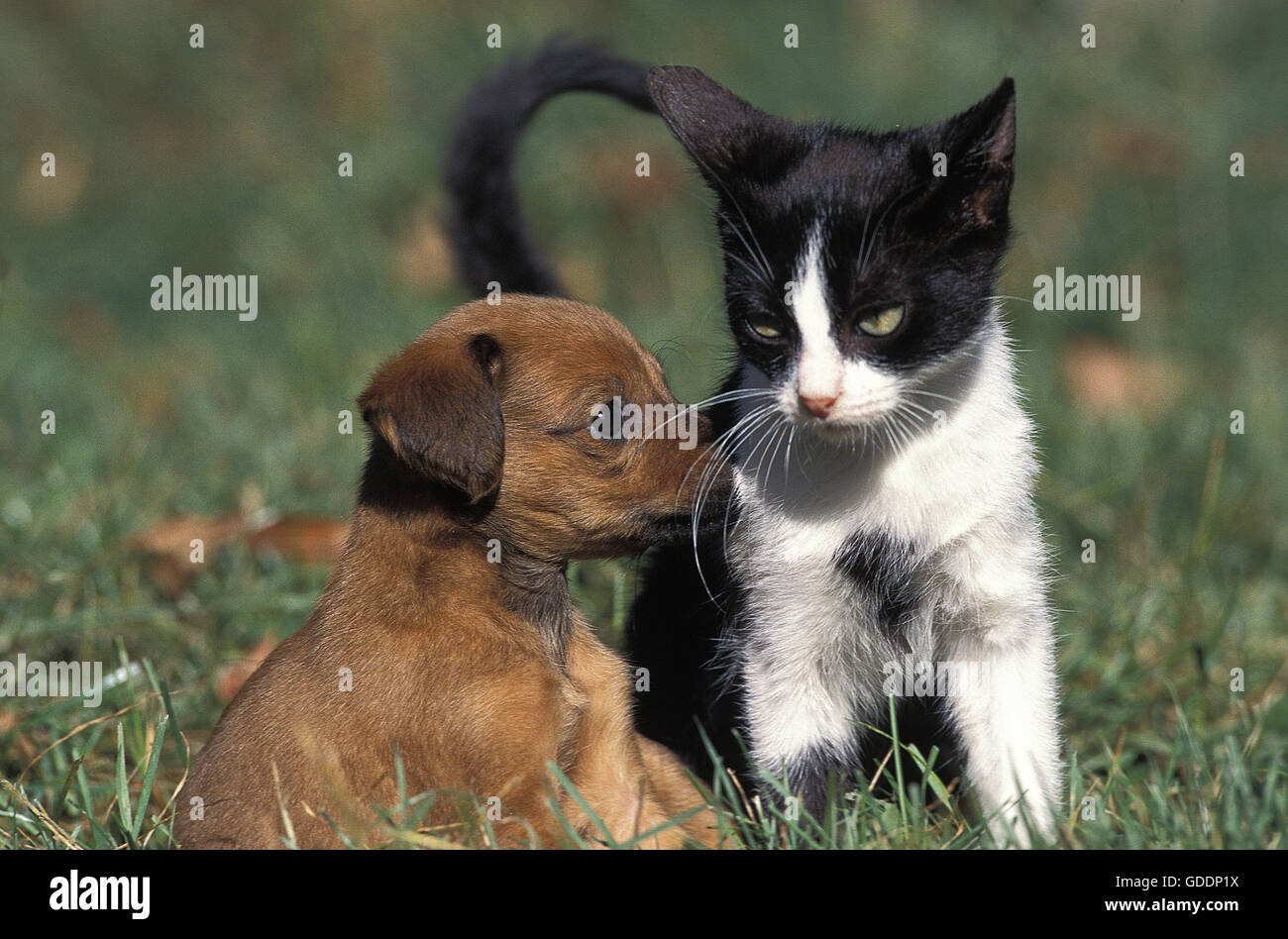 Welpen und Kätzchen auf dem Rasen Stockfoto