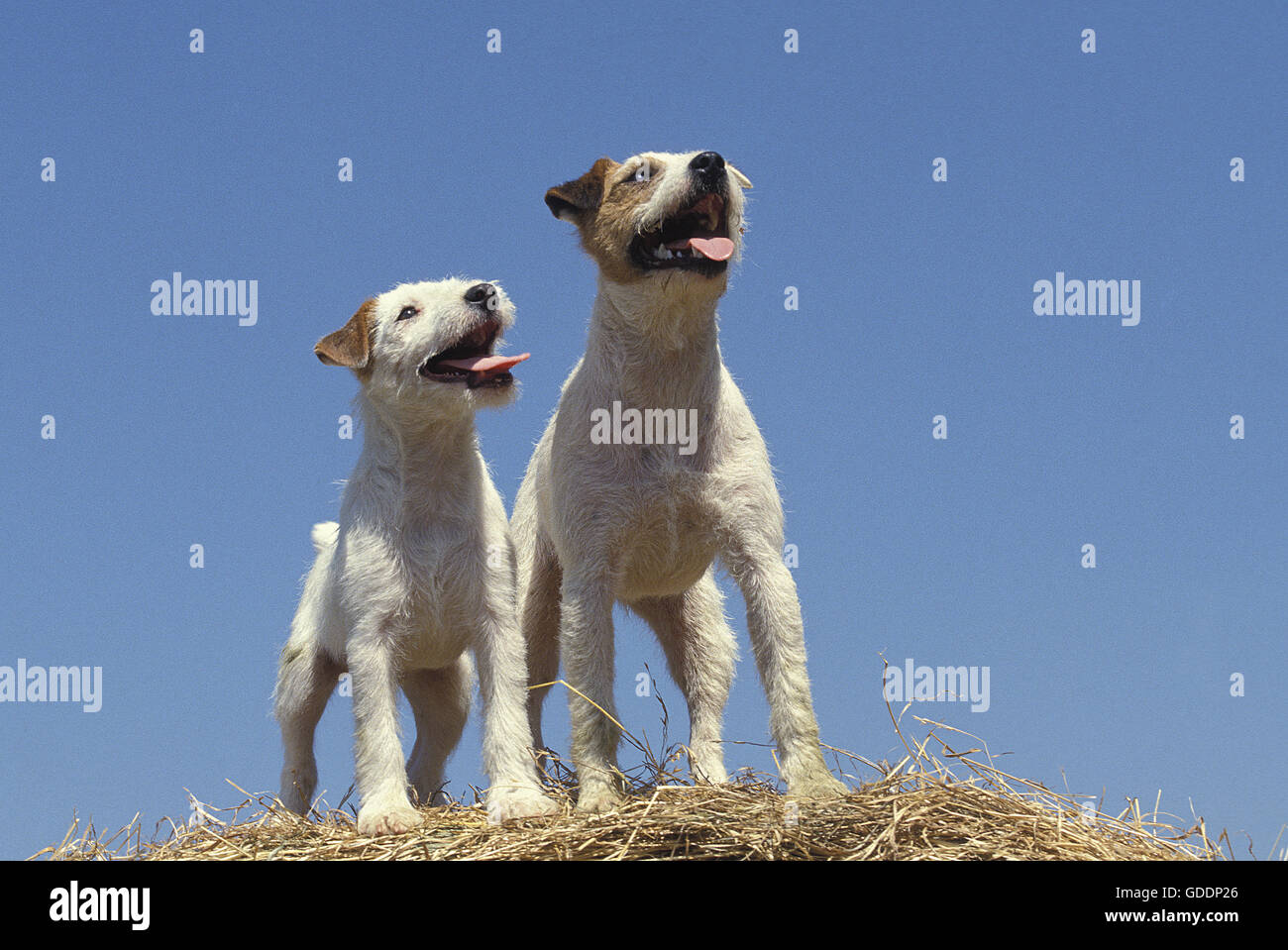 Jack Russel Terrier Hunde stehen auf Strohballen Stockfoto