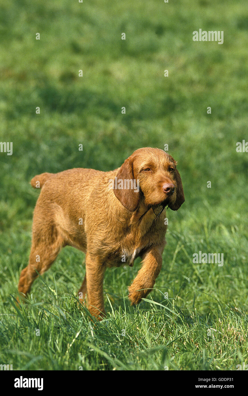 Ungarische Zeiger oder Vizsla Hund, zeigt Stockfoto