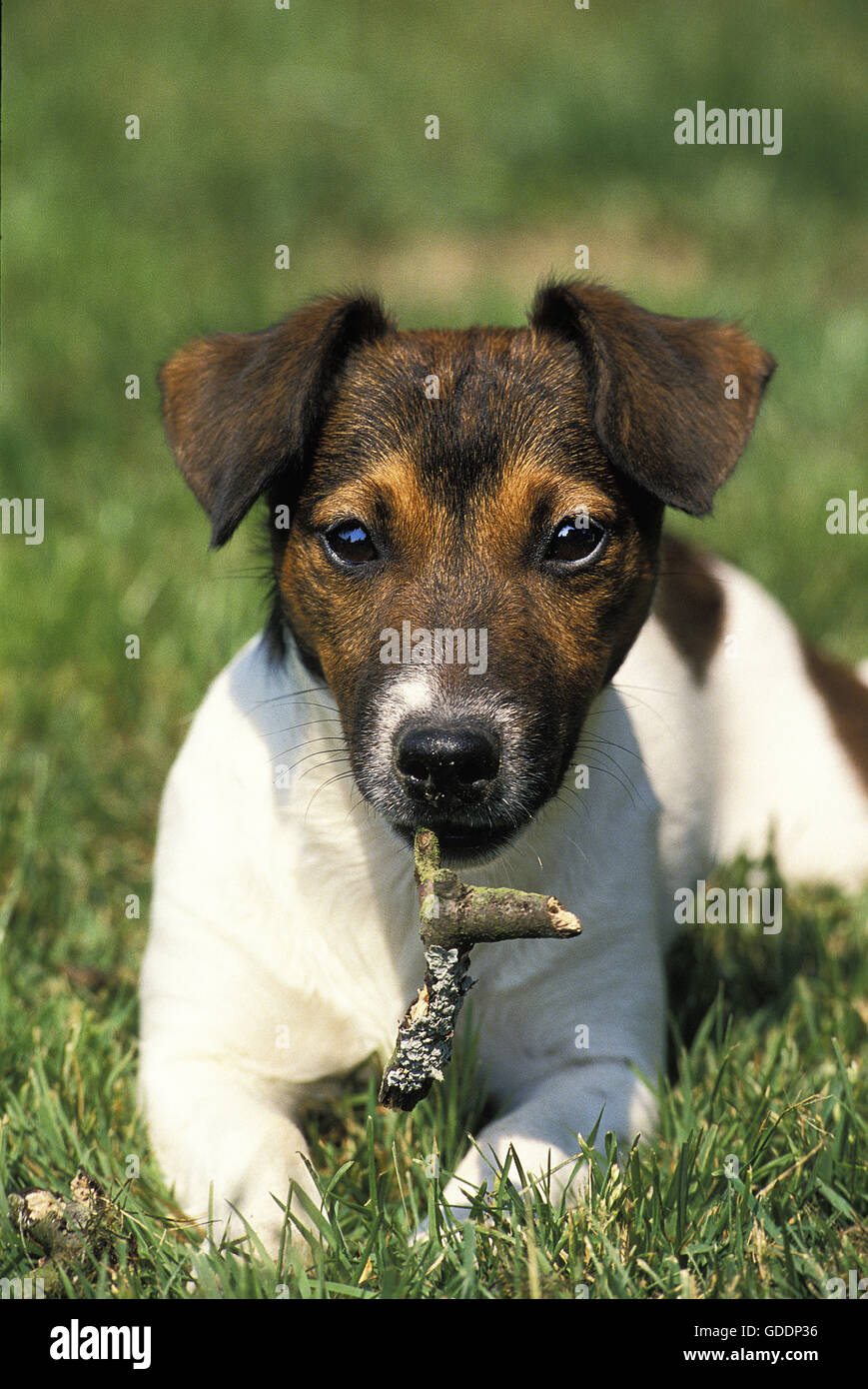 Smooth Fox Terrier, Hund Verlegung auf Rasen, spielen mit Stick von Holz Stockfoto