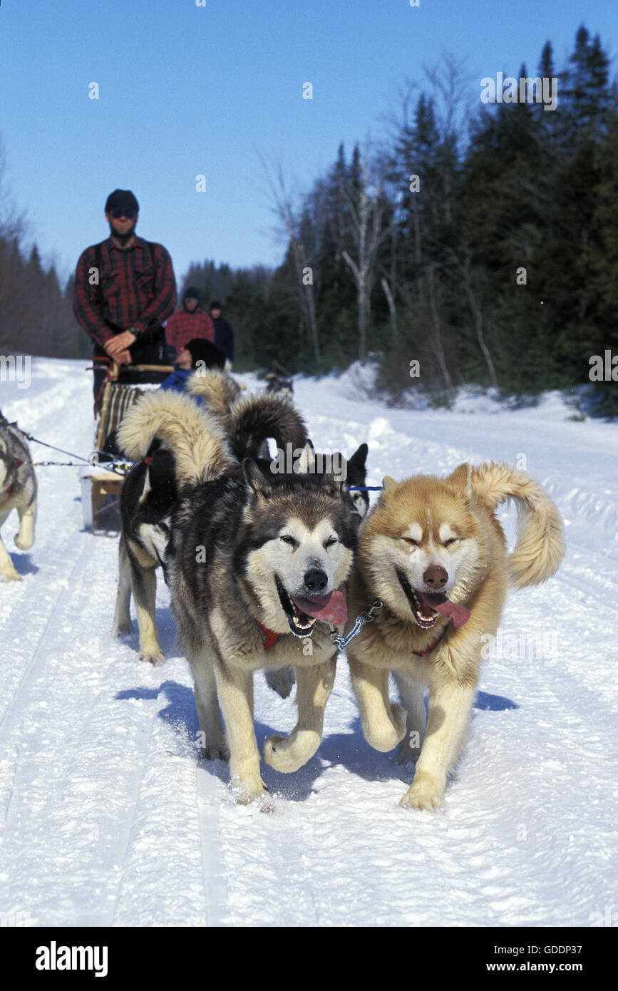 Siberian Husky, Mann Mushing Sled Dog Team, Quebec, Kanada Stockfoto