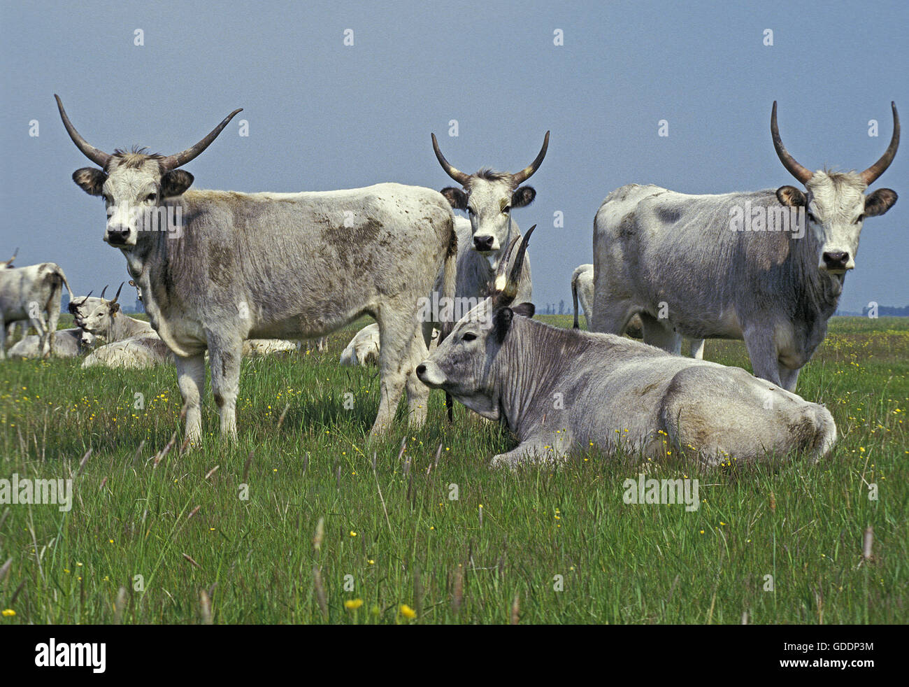 Ungarische Graurinder oder ungarische Steppenrinder, Ungarn Stockfoto