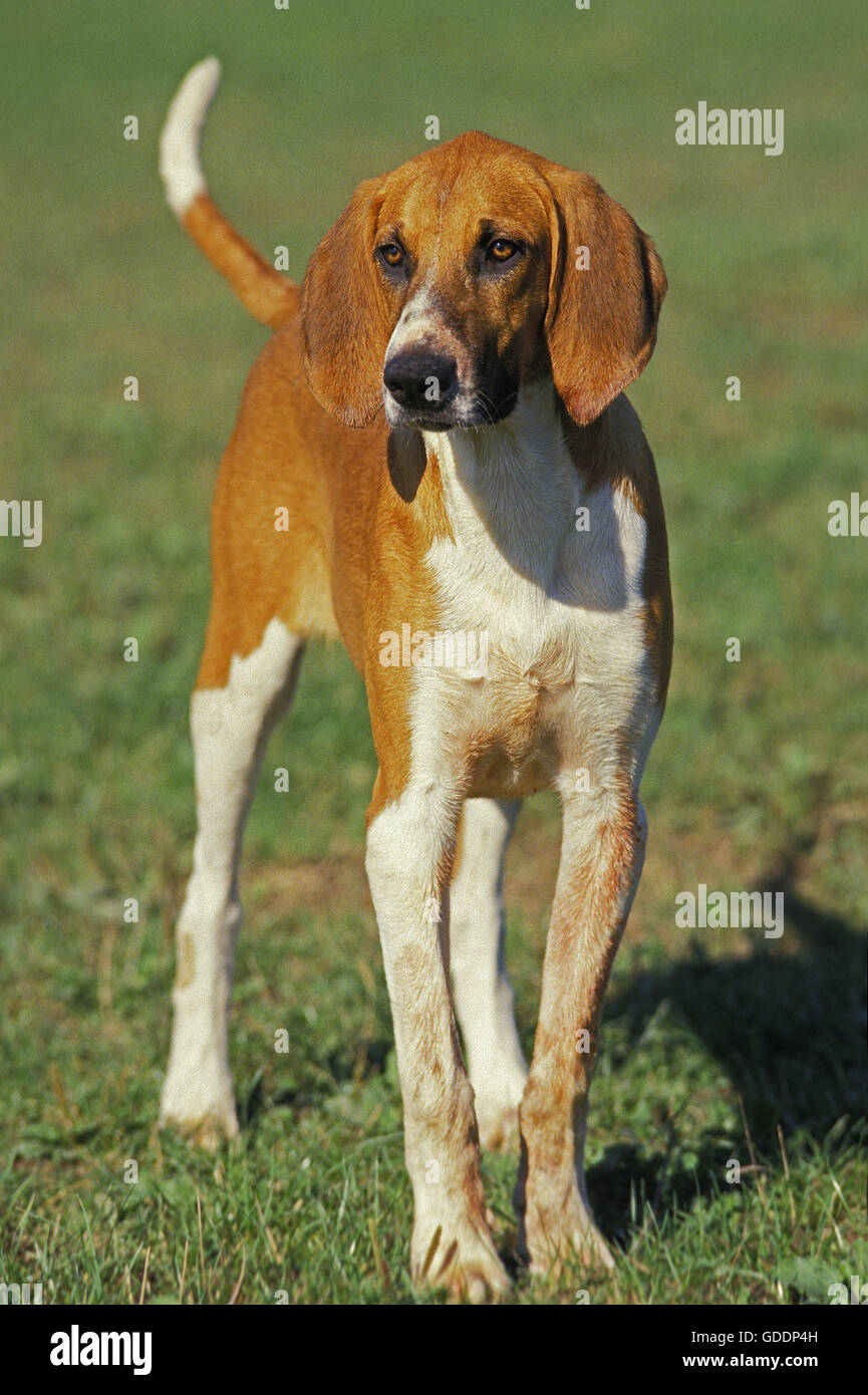 Großer anglo-französischen weiß und Orange Hund Stockfoto