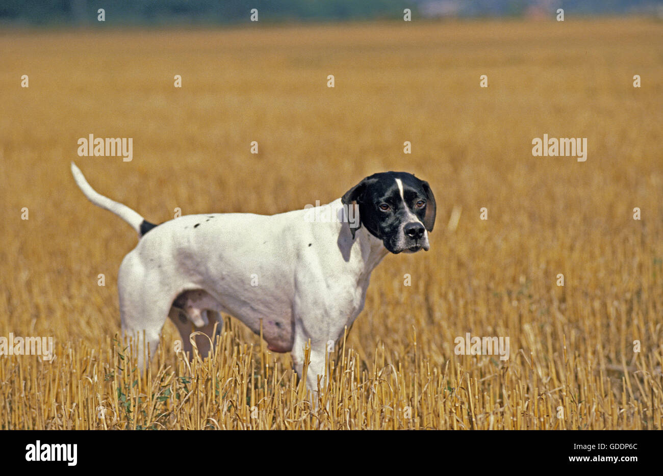 Pointer Hund männlich stehend auf dem Weizenfeld Stockfoto
