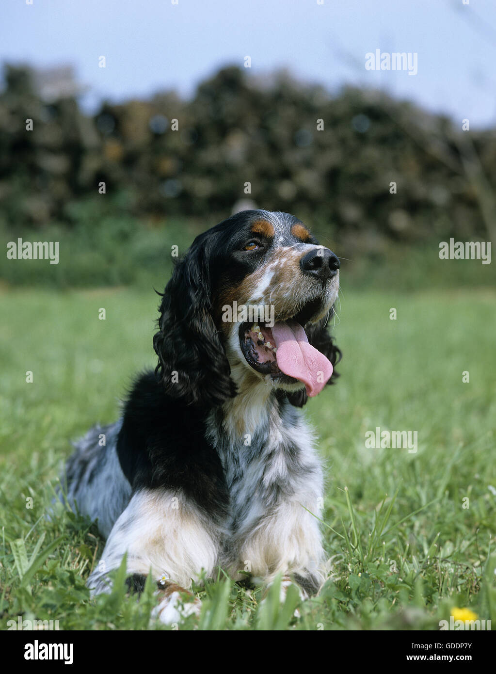 English Setter Hund, Erwachsenen Verlegung auf Rasen mit Zunge heraus Stockfoto