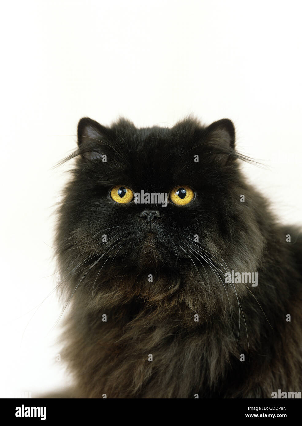 Schwarze Perser Hauskatze auf weißen Hintergrund Stockfoto