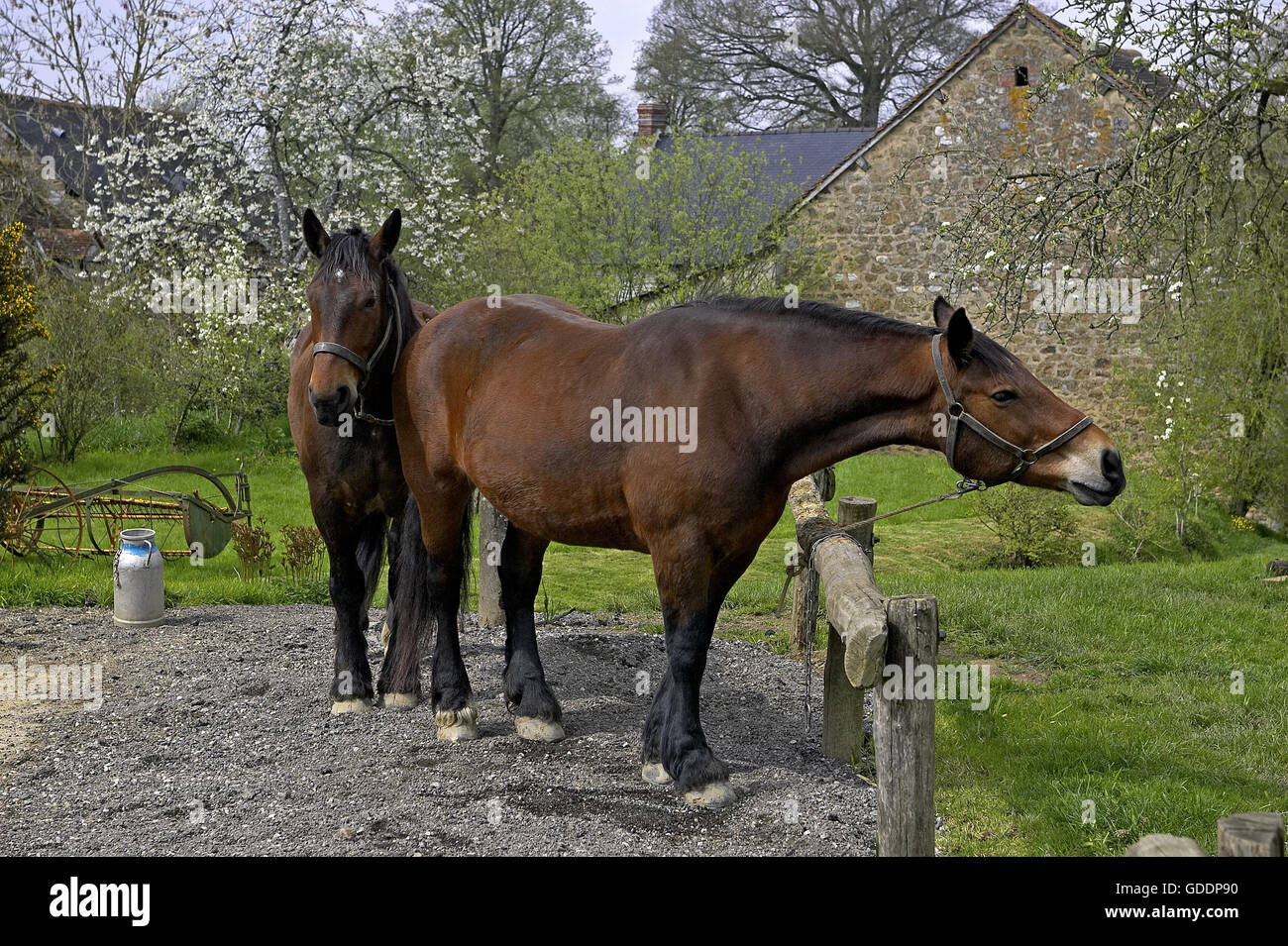 COB Normand Pferd, Entwurf Stockfoto