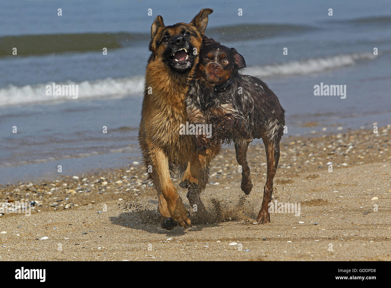 Deutscher Schäferhund, Männlich, spielen mit Brittany Spaniel, Strand in der Normandie Stockfoto