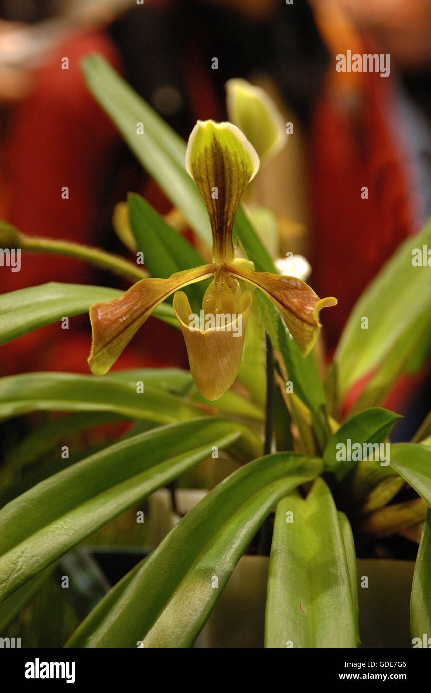 Paphiopedilum Villosum, Lady Slipper Orchidee Stockfoto