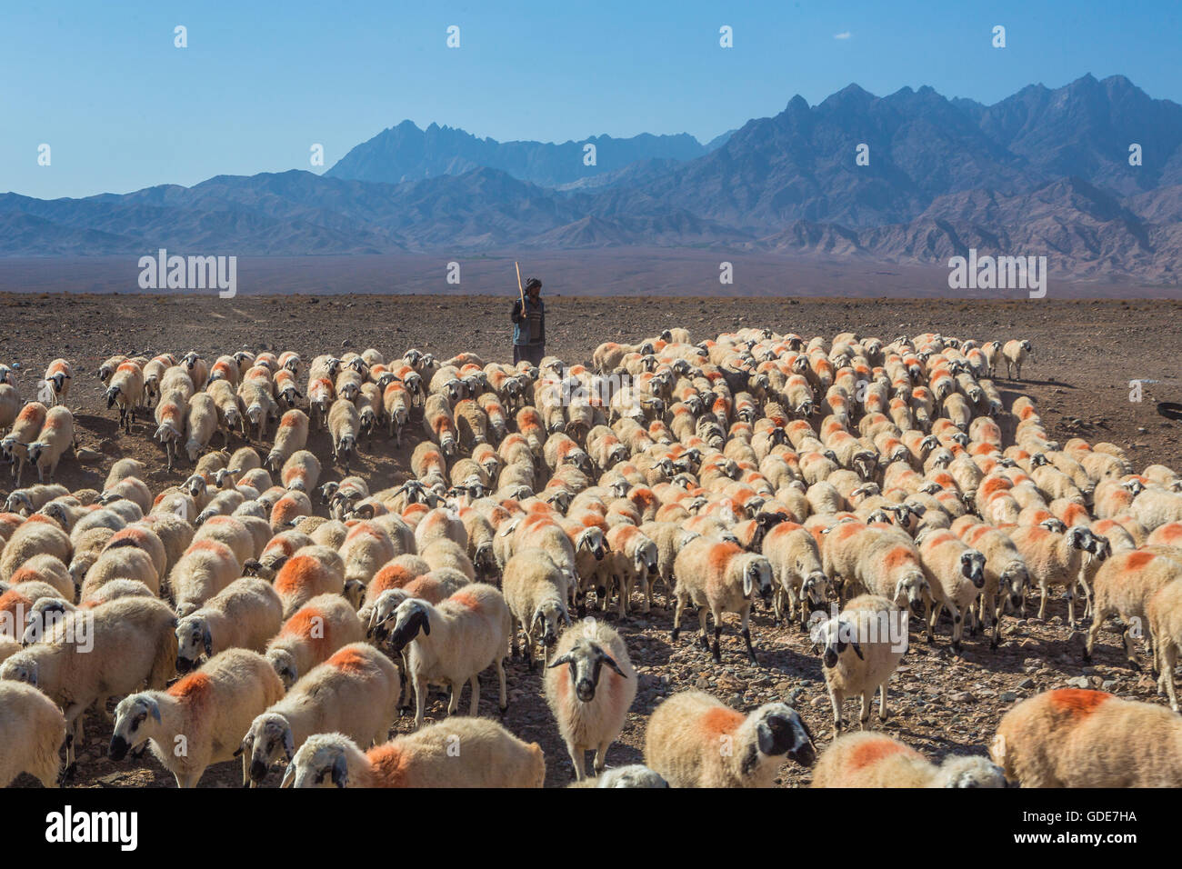 Iran, in der Nähe von Abyāneh City, Herde Stockfoto