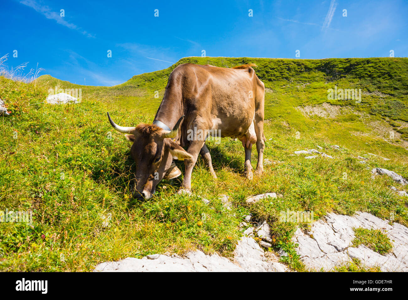 Allgäu, Allgäuer Alpen, Allgäu braune Rinder, Alpine Rasen, Bayern, in der Nähe von Oberstdorf, Bos Primigenius Taurus, braune Rinder, Keim Stockfoto