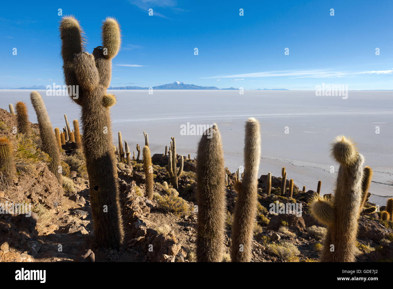 Kakteen, Bolivien, Altiplano Stockfoto