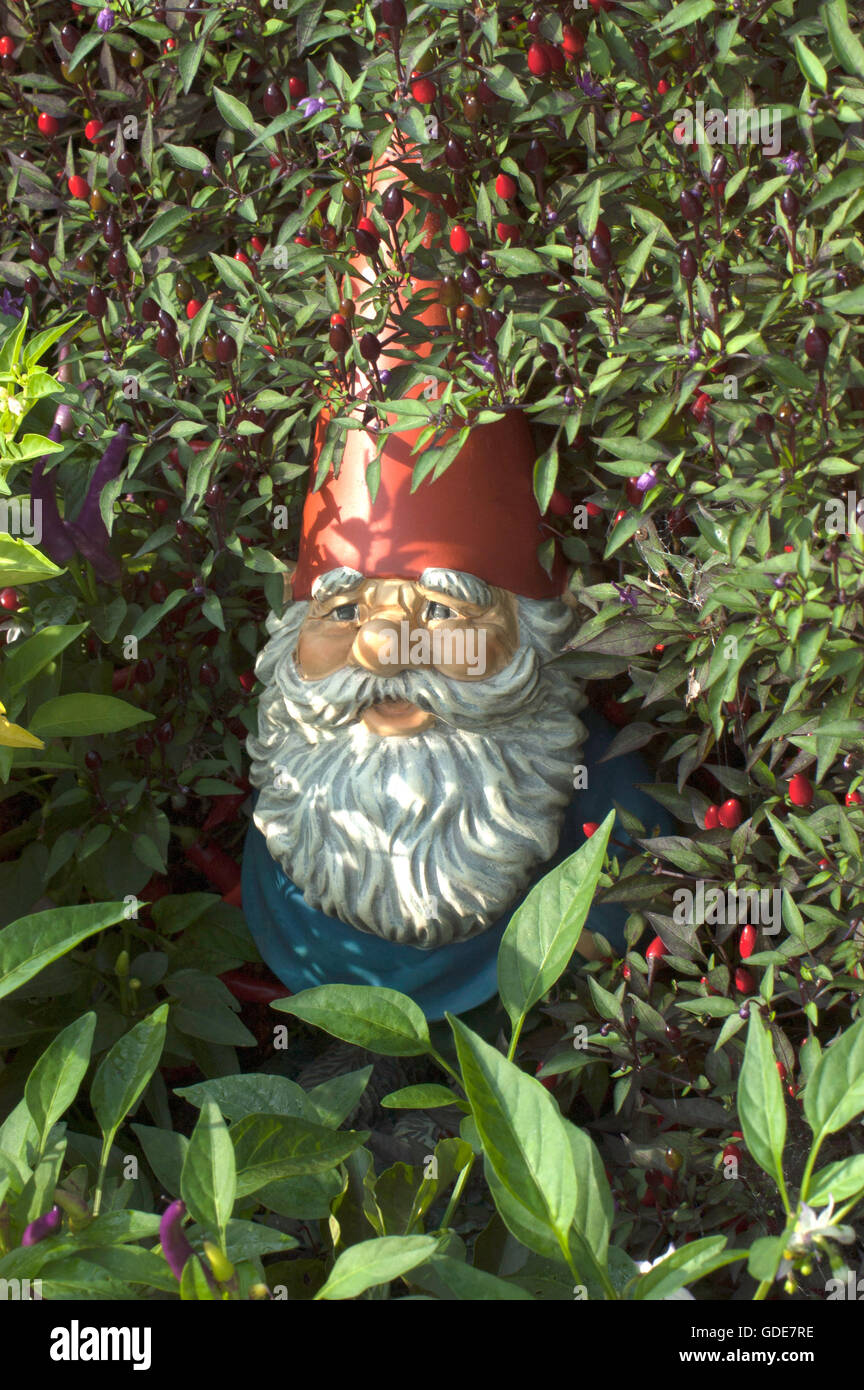 GNOME unter Pfefferstrauch, Stockfoto