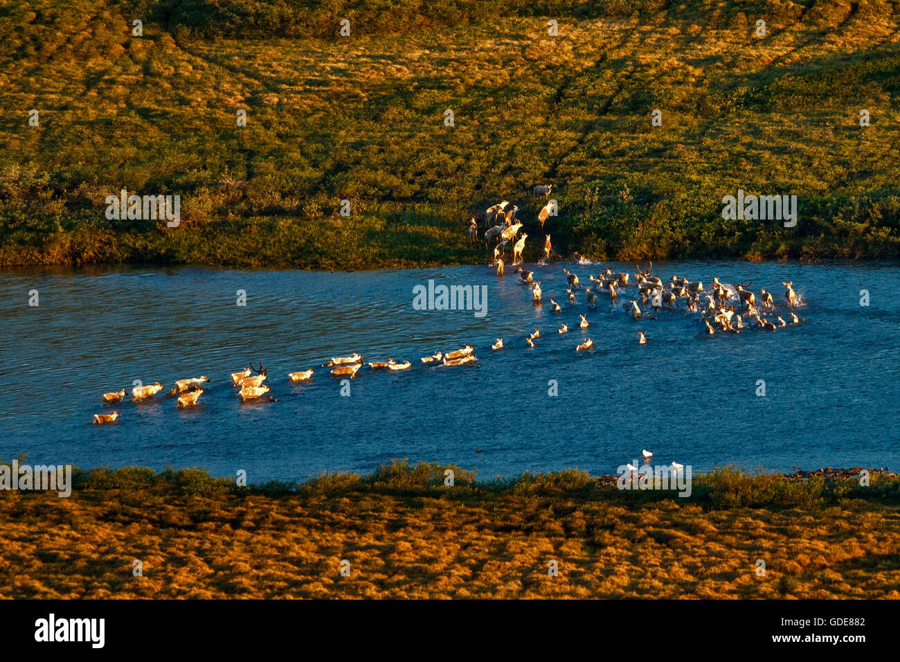 Schwimmen, Kokolik River, western arctic Caribou, Herde, Karibus, Rentier, Rangifer Tarandus, Tiere, national Petroleum reserv Stockfoto