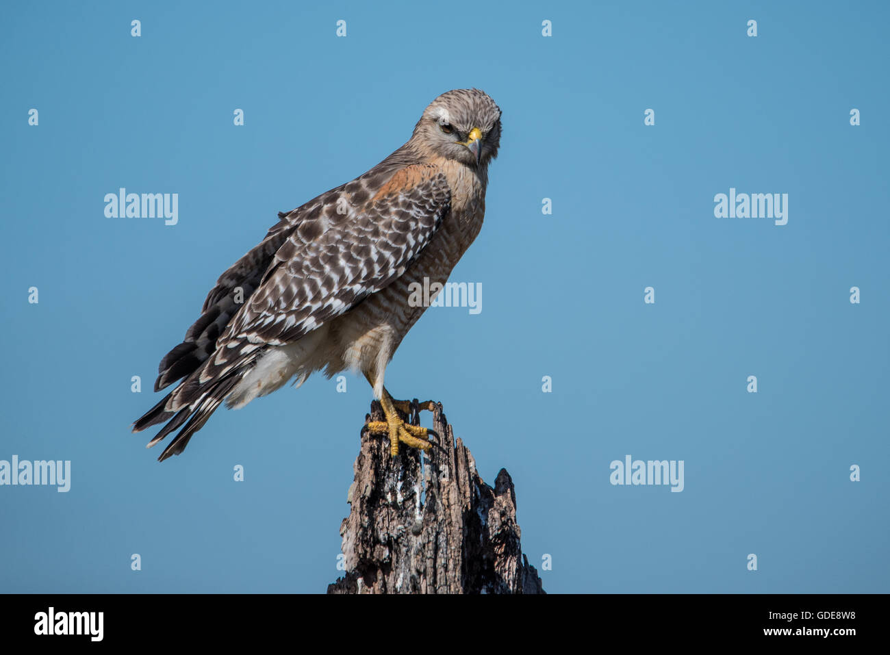 Rot-geschultert Hawk Barsch auf Baumstumpf Stockfoto