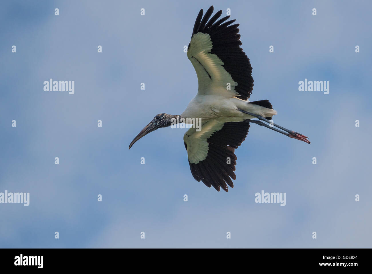 Holz-Storch gegen den blauen Himmel fliegen Stockfoto