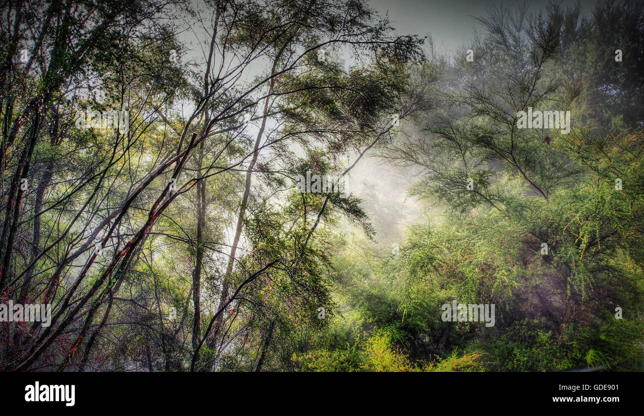 Rotorua, Neuseeland, Regenwald, Nebel, Dampf, heiße Quellen, mystisch, Stimmung, Nordinsel, Bäume, Pflanzen Stockfoto