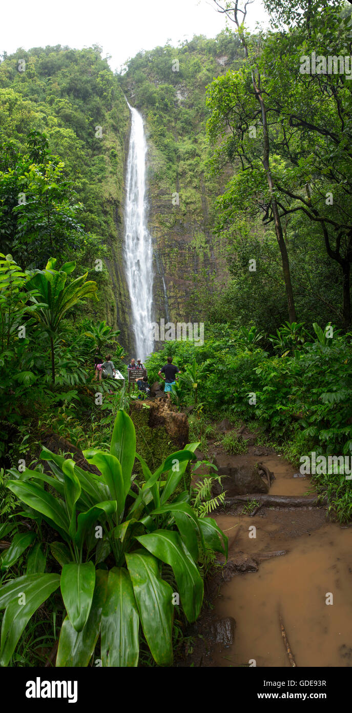 Maui, Waimoku Fall Kipahulu, Park, coast, historischer Ort, USA, Hawaii, Amerika, Wasserfall, Stockfoto